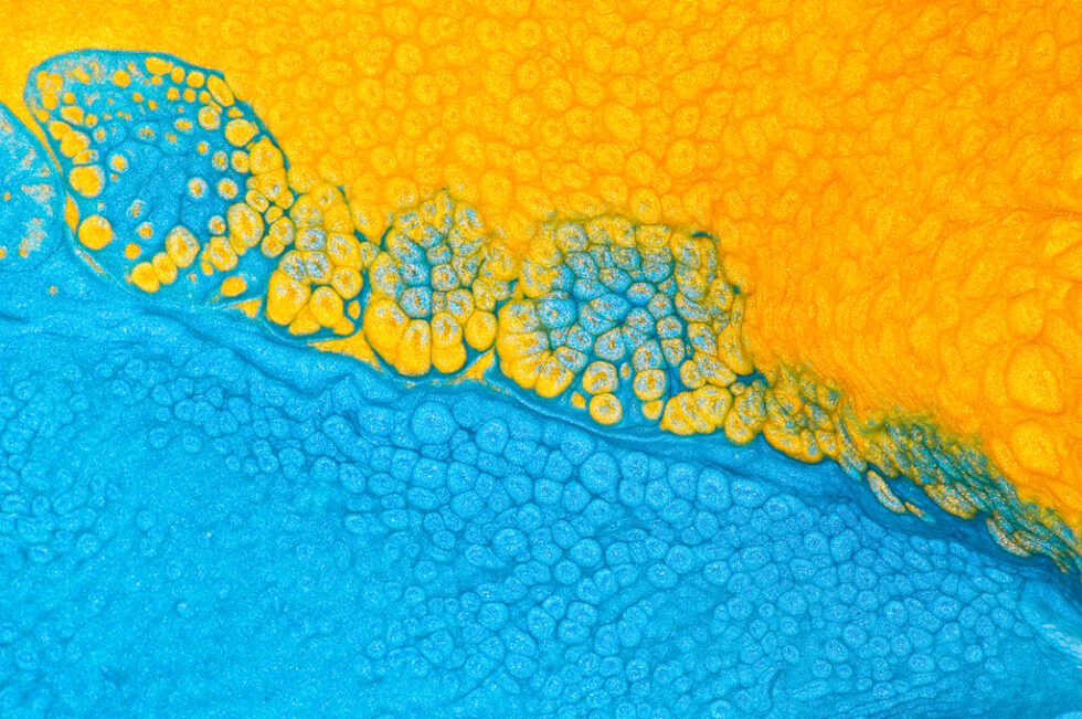 Why Is My Paint Bubbling? Causes and Fixes for Flawless Walls